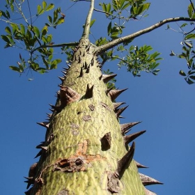 Paineira-rosa / Silk-floss-tree, tronco e espinhos, jovem (Ceiba speciosa). Brazilian native - mauroguanandi