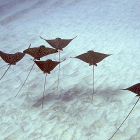 Spotted Eagle Ray formation, Keauhou Bay, Big Island, Hawaii. - chucklepix (Steve)