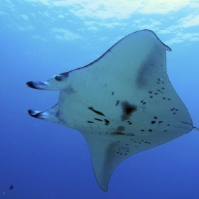 Manta Ray, Kona Coast, Hawaii. - chucklepix (Steve)