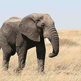 Elephant - gudi&cris