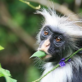 Tanzania - Zanzibar - Marc Veraart