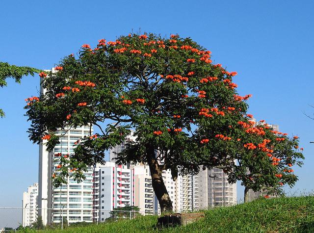 African-tulip (Spathodea campanulata) Fire-tree. African native. São paulo Brazil