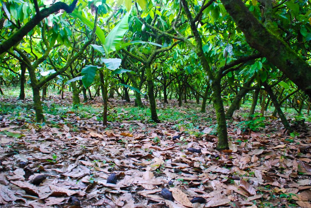 Costa Rica. On the Chocolate Tour