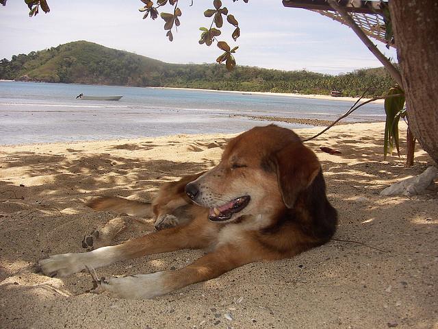 Fiji 2004