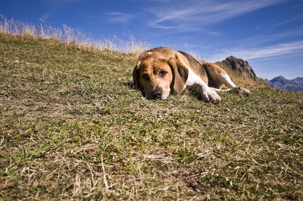 Hike - Balme Pass - Dog at mountain hut