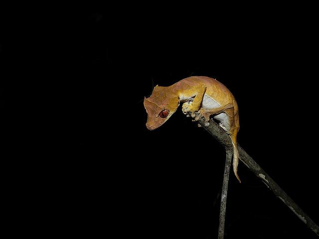 Spearpoint Leaf-tailed Gecko, Ankarafantsika National Park, Madagascar