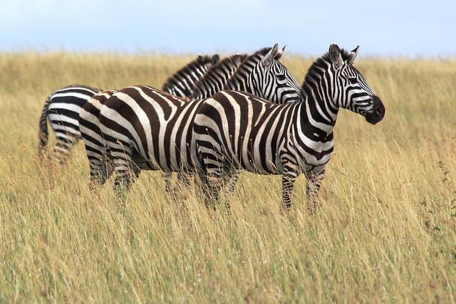 Blending Stripes
