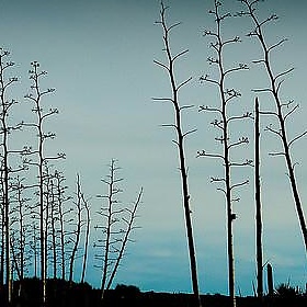 Playa de los Genoveses - untipografico