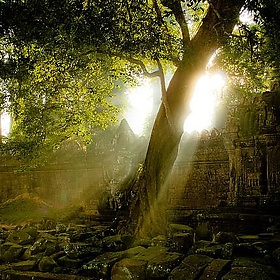 tree and preah khan - Mark Z.