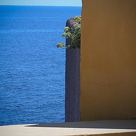 Corsica - liquene