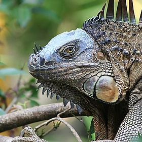 Iguana - Clearly Ambiguous