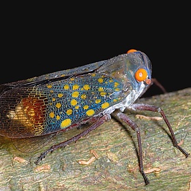 Planthopper (Fulgoridae) - Tyler Christensen Planthopper (Fulgoridae) - Tyler Christensen