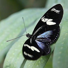 Rayed Longwing Costa Rica Trip 2009 11 - stevendepolo