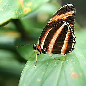 Costa Rica Trip 2009 18 - stevendepolo
