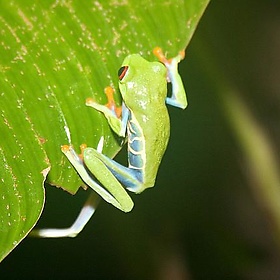 Honeymoon - Costa Rica-6422 - rfish77