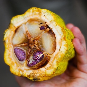 Costa Rica. On the Chocolate Tour - EverJean