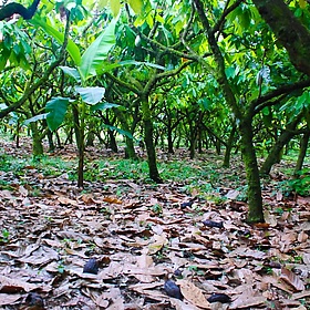 Costa Rica. On the Chocolate Tour - EverJean
