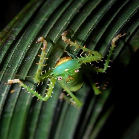 Spiny katydid nymph - ggallice