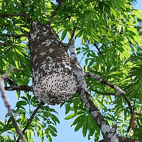 Arboreal nest - ggallice