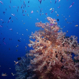 Fiji soft coral - petersbar