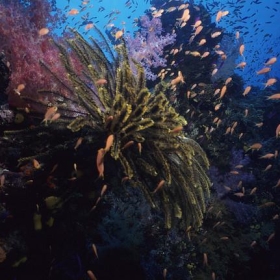 "E6" - Fiji - 1996 - petersbar
