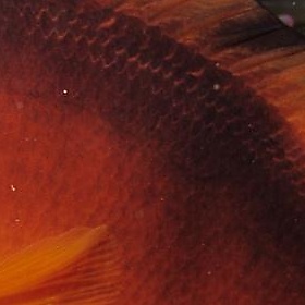 Clownfish, Fiji - derekkeats