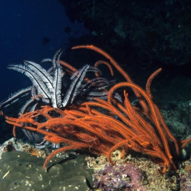 Colours, Fiji - derekkeats