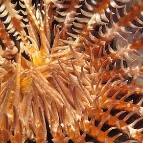 Symmetry - feather star in Fiji - derekkeats