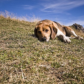 Hike - Balme Pass - Dog at mountain hut - richd777