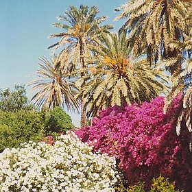 Rhodes Town, Public Gardens - sisaphus