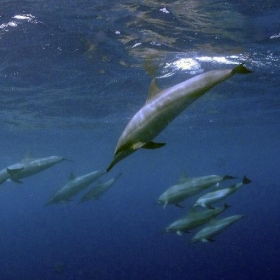 Dolphin Dance, Kona Coast, Big Island, Hawaii. - chucklepix (Steve)