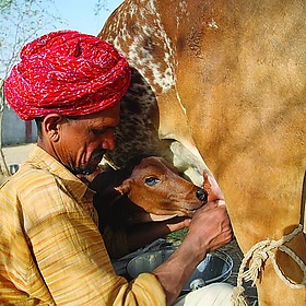 Villager and calf share milk from cow in Rajasthan, India - ILRI