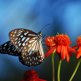 Blue Tiger - challiyan