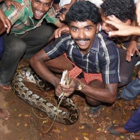 A poor Python - Python molurus molurus - dhruvaraj
