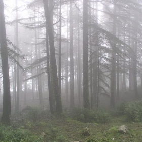 Cloud entering the forest - cudmore Cloud entering the forest - cudmore