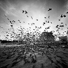 Hazratbal Dargah, Srinagar INDIA - crowGraphy Hazratbal Dargah, Srinagar INDIA - crowGraphy