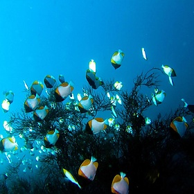 Scuba diving Indonesia - Bali - Komodo - Bunaken 2008 - Ilse Reijs and Jan-Noud Hutten