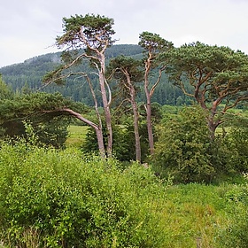 Lake District Cumbria Trees - Benjamin Rossen