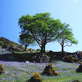 Spring - judepics
