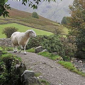 Sheep crossing - lo_ise