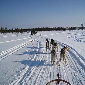 sleddog in lapland - ezioman