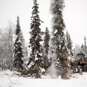 Ancient forest destruction in Finnish Lapland - Greenpeace Finland