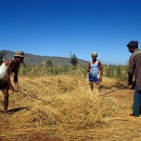 84ps_01032.jpg - IRRI Images