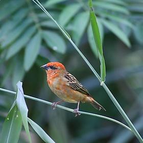 IMG_4637 Madagascar Fody in molting plumage - mauricholas/ Maureen Leong-Kee