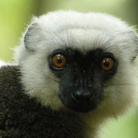 White-headed Lemur, Masoala National Park, Madagascar - Frank.Vassen