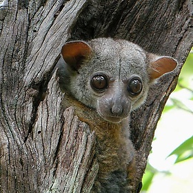 Milne-Edwards' Sportive Lemur, Ankarafantsika National Park, Madagascar - Frank.Vassen