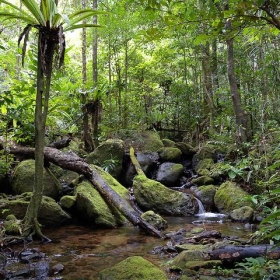 Lowland rainforest, Masoala National Park, Madagascar - Frank.Vassen