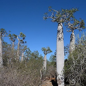 Pachypodium, Tsimanampetsotsa, Madagascar - Frank.Vassen