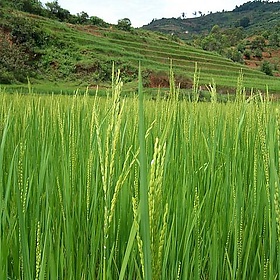 03022006-Madagascar-93-060203.jpg - Manu - mars