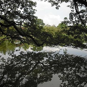wohin auswandern malaysia Taiping Lake Gardens (7) - WohinAuswandern
